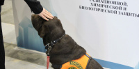 В Петербурге пропала 12-летняя девочка